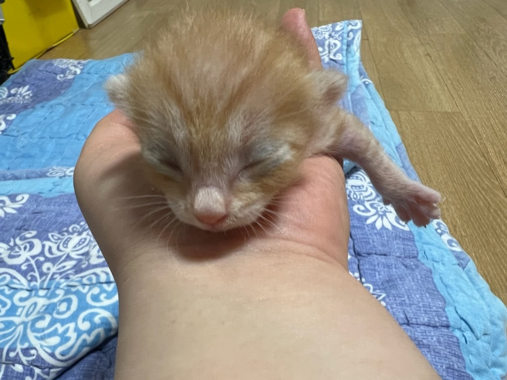 정선가축병원_442429202300366